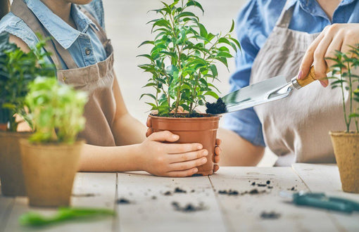 Plantlet Care: How To Pot Up and Care For Juvenile Houseplants